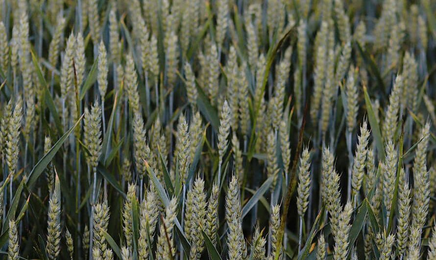 На полях підприємства завершує дозрівання озима пшениця